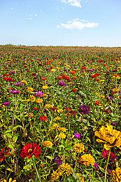 英特尔Arc显卡无法正常运行《对马岛之鬼：导剪版》PC版